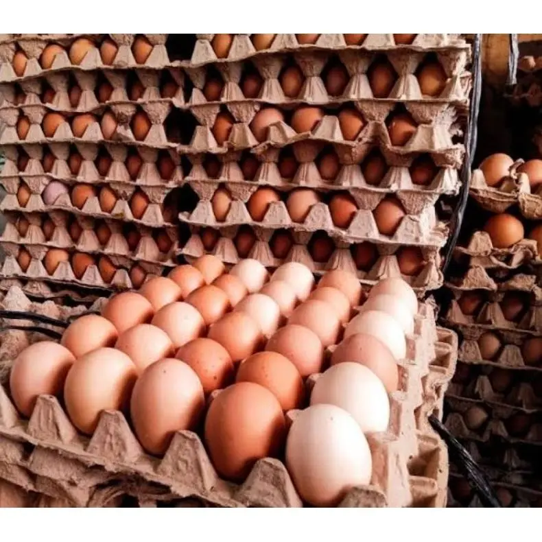 TELUR AYAM NEGRI 1 KG MURAH INSTAN 2