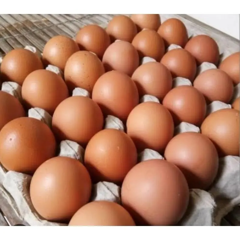 TELUR AYAM NEGRI 1 KG MURAH INSTAN 0