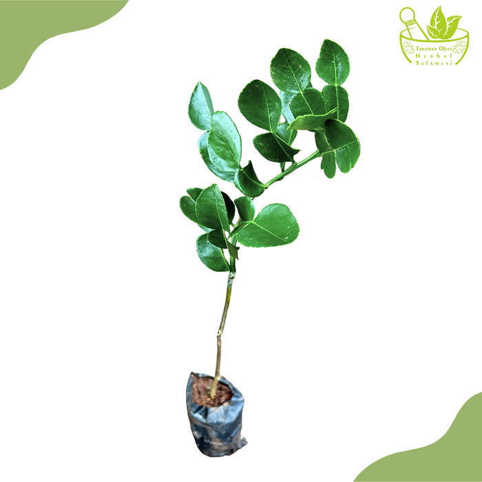 Gambar Tanaman Herbal Daun Jeruk Purut/Bibit Tanaman Jeruk Purut Okulasi dari Tanamanobatherbalsulawesi Kota Makassar Tokopedia