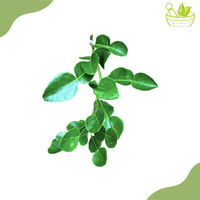 Gambar Tanaman Herbal Daun Jeruk Purut/Bibit Tanaman Jeruk Purut Okulasi dari Tanamanobatherbalsulawesi Kota Makassar 2 Tokopedia