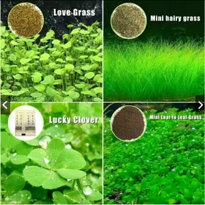 BIBIT BENIH TANAMAN CARPET SEED AQUASCAPE HAIR GRASS HAIRGRASS