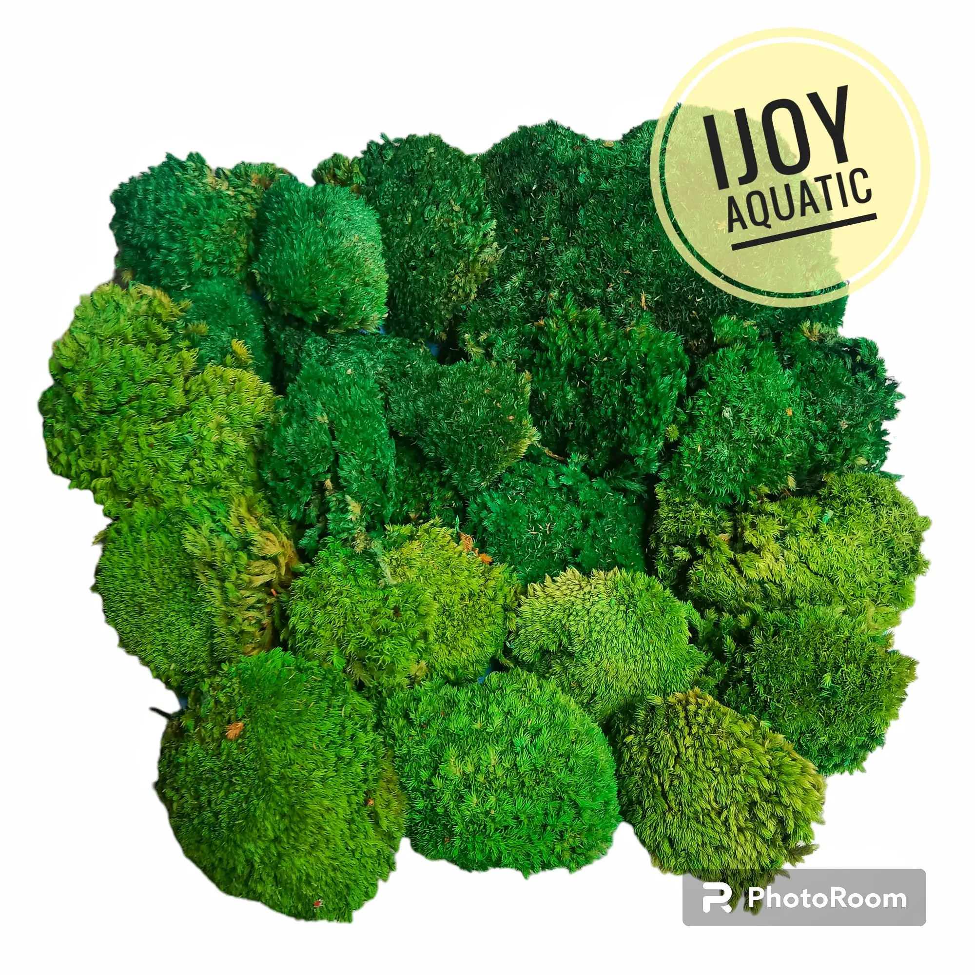 Preserved moss, mos hutan yg diawetkan