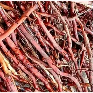 akar pohon kelapa segar kemasan 500gram obat herbal