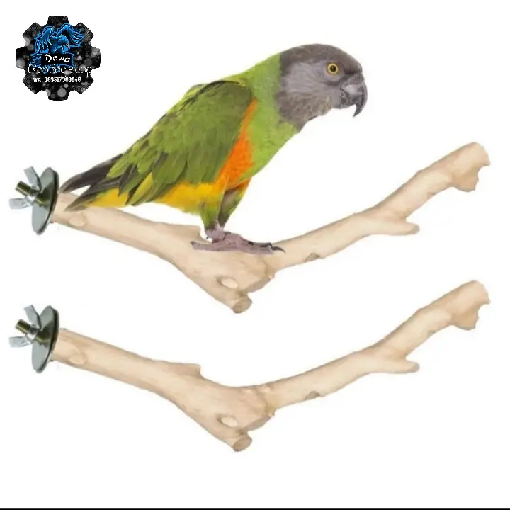 TANGKRINGAN BURUNG KAYU KOPI 0