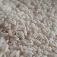 Gambar Beras Menthik Susu Organik "PONDOK ALAM" dari Pondok Alam Kab. Sleman 1 Tokopedia