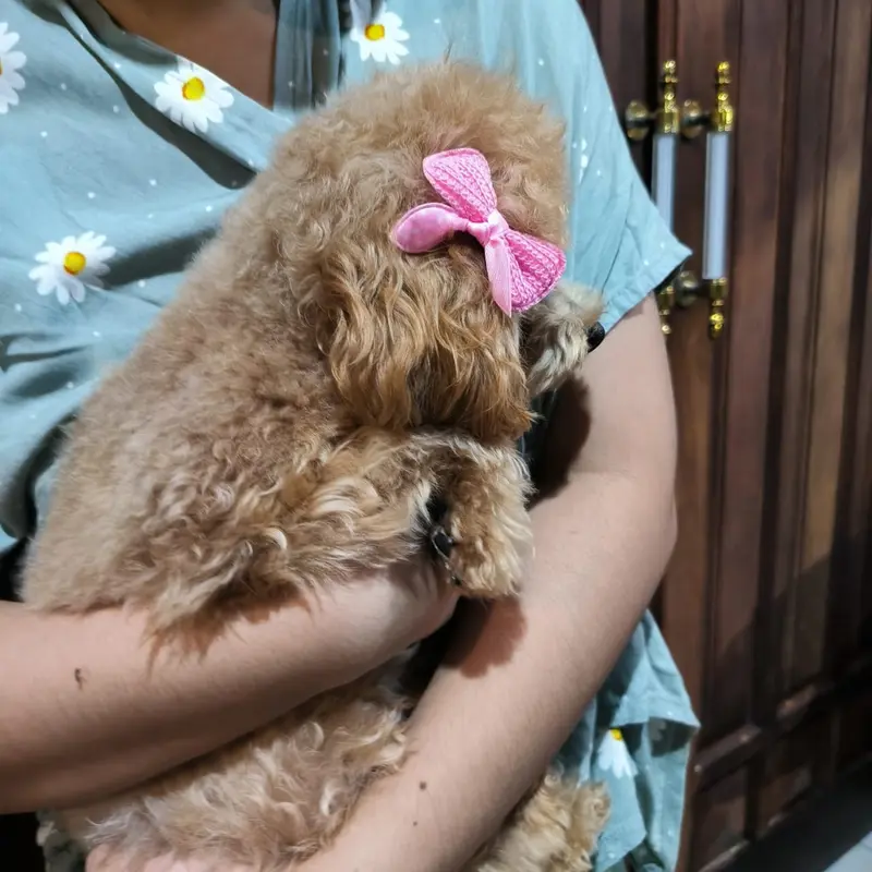 Jepit Hewan Kucing Anjing Premium Pita Hair Clip Dog 2