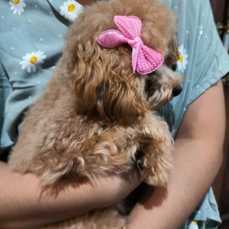 Jepit Hewan Kucing Anjing Premium Pita Hair Clip Dog 1