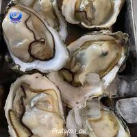 Gambar Oyster Fresh Live dari Pratama-OS Kab. Badung 1 Tokopedia