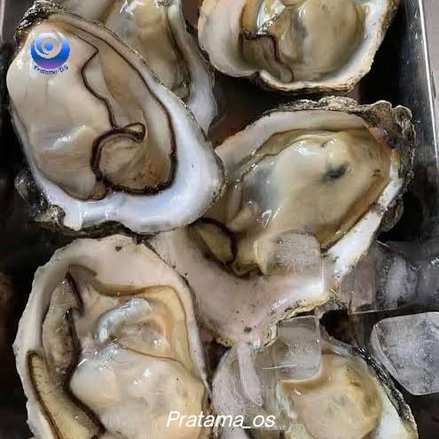 Gambar Oyster Fresh Live dari Pratama-OS Kab. Badung Tokopedia