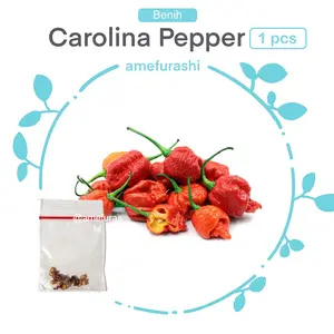 Bibit / Benih / Seeds Cabe Carolina Reaper Hot Pepper Cabe Pedas
