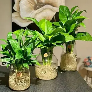 tanaman hias penyerap racun-tanaman air peace lily