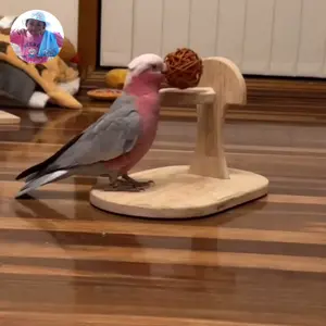 Mainan parrot lapangan basket