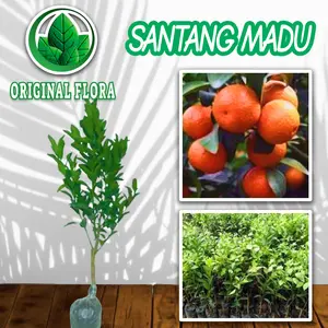 Bibit Tanaman Jeruk Santang Madu Super Hasil Okulasi Cepat Berbuah