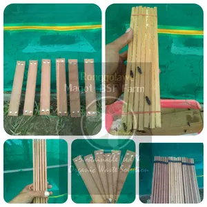 papan telur /eggies lalat BSF halus siap pakai/pcs