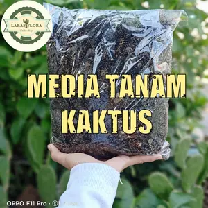 Media Tanam Jenis Tanaman Kaktus