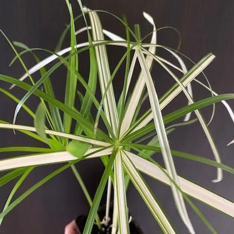 melanochrysum variegata Philodendron Melanochrysum Variegated – Lost in the Forrest main image 0