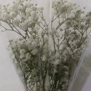 bunga baby breath segar asli flower