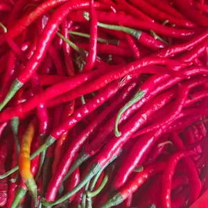 Cabe Merah Kriting 1kg, 1/2 kg dan 1/4 kg