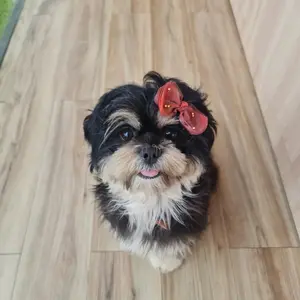 Daime.furkids - jepitan pita, jepitan bulu anjing, jepitan kucing