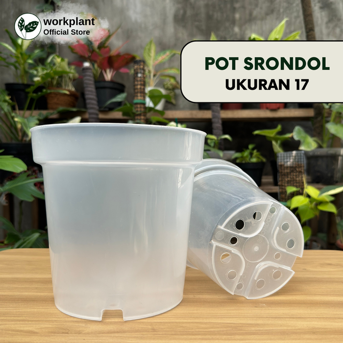 Gambar Pot Bening - Srondol Transparan Ukuran 17 Tanaman Hias - Isi 1 pcs dari workplant official Kota Surabaya Tokopedia