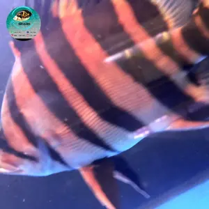 datz sumatra 4 bar/ ikan datz