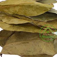 Gambar Daun Sirsak Kering 100gr dari Rumah Rempah Manisha Solo Kota Surakarta 4 Tokopedia