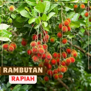 BIBIT TANAMAN RAMBUTAN RAPIAH HASIL OKULASI SUPER GENJAH BERKUALITAS PREMIUM SIAP TANAM