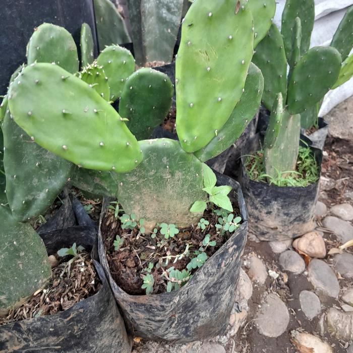 Gambar tanaman hias kaktus centong dari podo joyo group Kota Administrasi Jakarta Timur Tokopedia