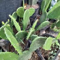 Gambar tanaman hias kaktus centong dari podo joyo group Kota Administrasi Jakarta Timur 2 Tokopedia