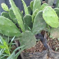 Gambar tanaman hias kaktus centong dari podo joyo group Kota Administrasi Jakarta Timur 3 Tokopedia