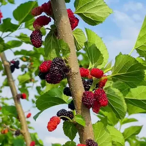 Tanaman hias buah Murbei/ sudah berbuah cocok untuk dibonsai