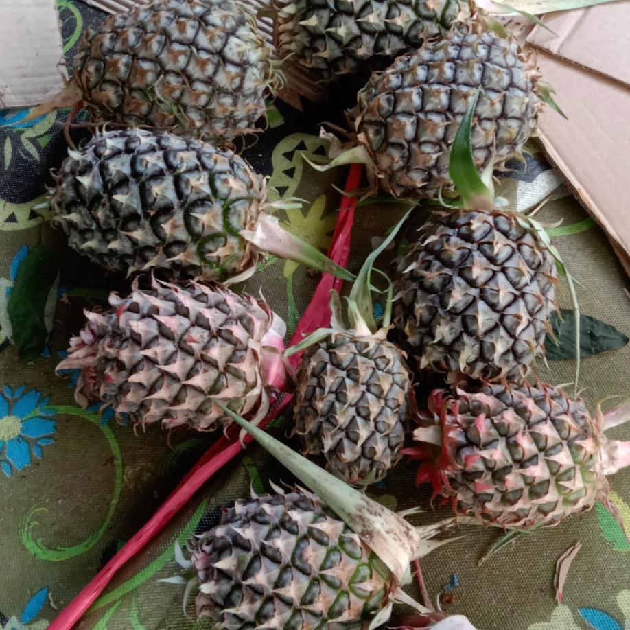 Nanas Muda Obat herbal