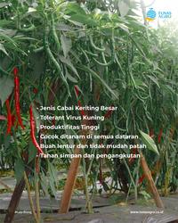 Gambar BENIH CABAI VERY WELL F1 TUNAS AGRO Urban Farming Small Pack dari Tunas Agro Persada Kab. Demak 3 Tokopedia