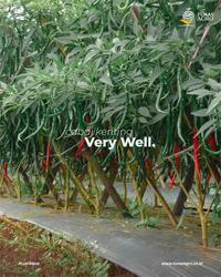 Gambar BENIH CABAI VERY WELL F1 TUNAS AGRO Urban Farming Small Pack dari Tunas Agro Persada Kab. Demak 5 Tokopedia