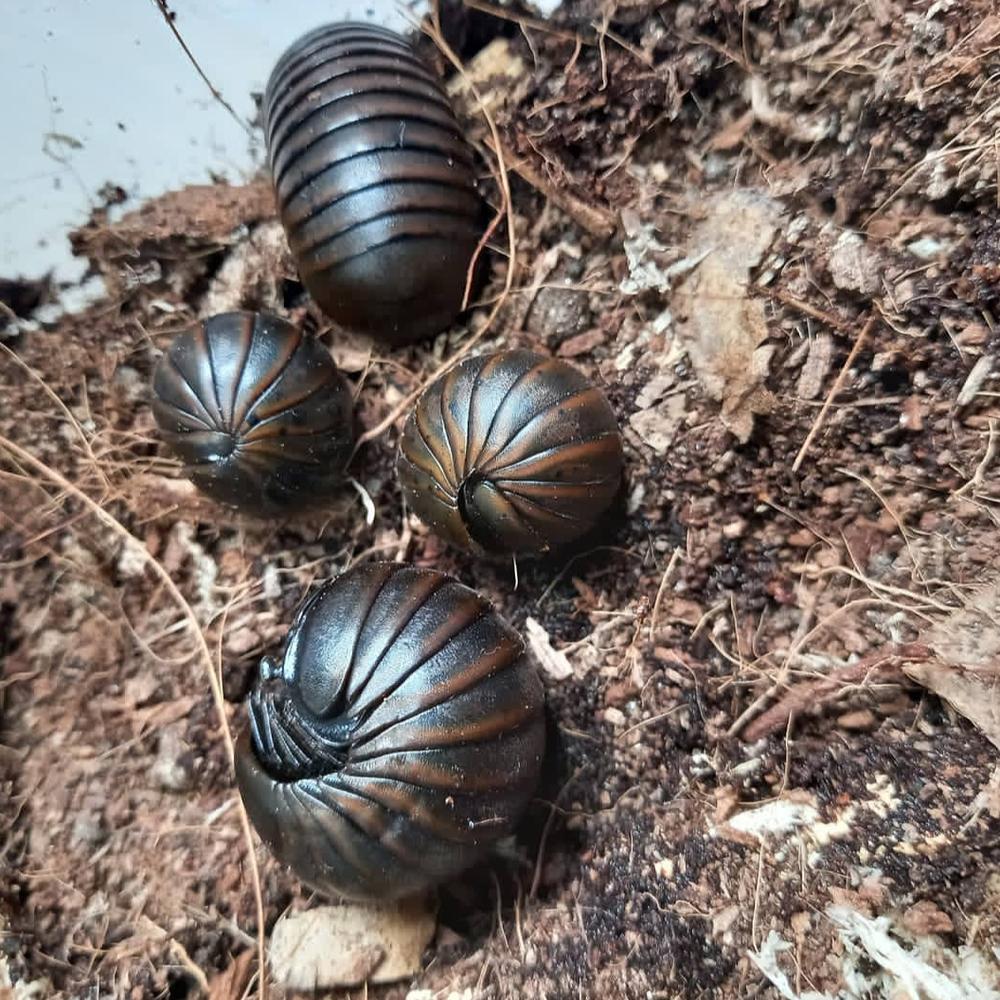 Giant Pill Millipede/Pill Bug