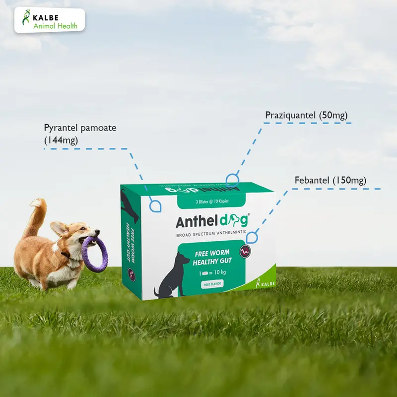 Anthel Dog 1 Tablet - Obat Cacing Anjing ORIGINAL KALBE 2
