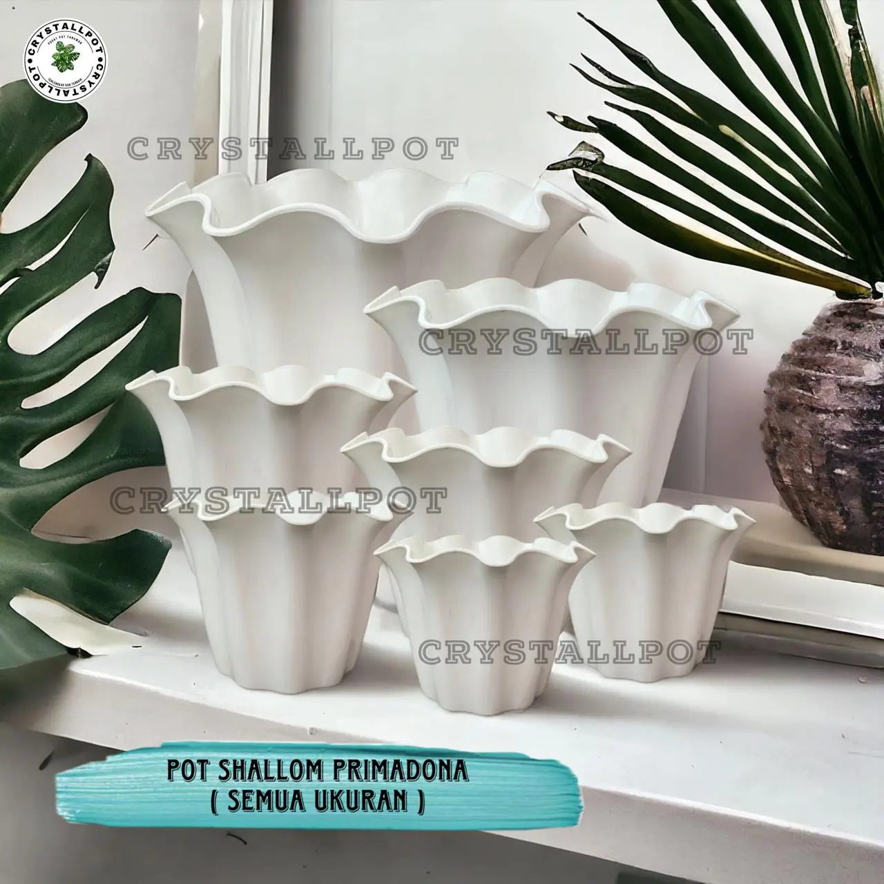 POT BUNGA TANAMAN SHALLOM PRIMADONA BAHAN TEBAL - SHALLOM PRIMADONA Plastik