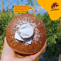 Gambar Bibit F2 Jamur Tiram Putih Kemasan Plastik 250 gr dari Villa Mushroom Agrifarm Kab. Bandung 4 Tokopedia