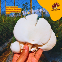 Gambar Bibit F2 Jamur Tiram Putih Kemasan Plastik 250 gr dari Villa Mushroom Agrifarm Kab. Bandung 5 Tokopedia