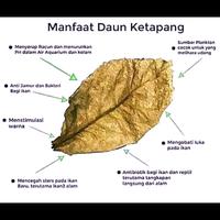 Gambar Daun ketapang Laut olahan siap pakai 60gr dari Zeed aquatic Kota Tangerang Selatan 1 Tokopedia
