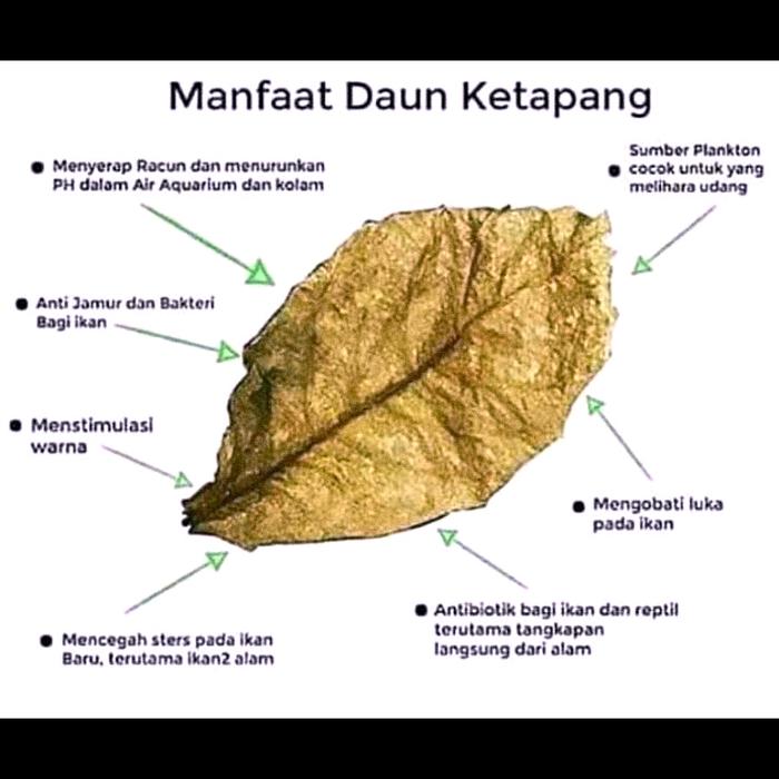 Gambar Daun ketapang Laut olahan siap pakai 60gr dari Zeed aquatic Kota Tangerang Selatan Tokopedia