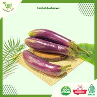 Gambar TERONG BESAR | TERONG PREMIUM | FRESH (KHUSUS SAMEDAY DAN INSTAN) dari Tambah Buah Sayur Kota Administrasi Jakarta Timur 1 Tokopedia