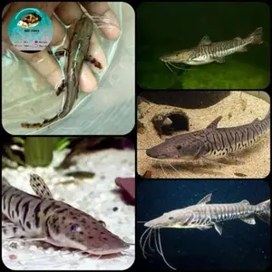 ikan tsn / lele tsn / tiger shovelnose catfish