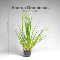 Gambar Acorus Gramineus Media Wabi Kusa / Wabikusa / Tanaman Aquascape / Paludarium / Terrarium dari Cupang Guppy Kingdom Kota Tangerang 1 Tokopedia
