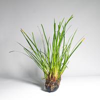 Gambar Acorus Gramineus Media Wabi Kusa / Wabikusa / Tanaman Aquascape / Paludarium / Terrarium dari Cupang Guppy Kingdom Kota Tangerang 2 Tokopedia