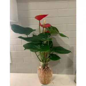 Tanaman Khusus di Air Mikimos