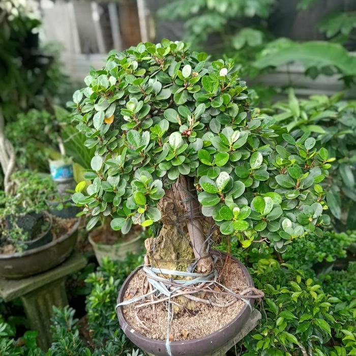 Jual bonsai beringin korea mini - Kota Administrasi Jakarta Barat - Bunga  Lestari Gardens | Tokopedia