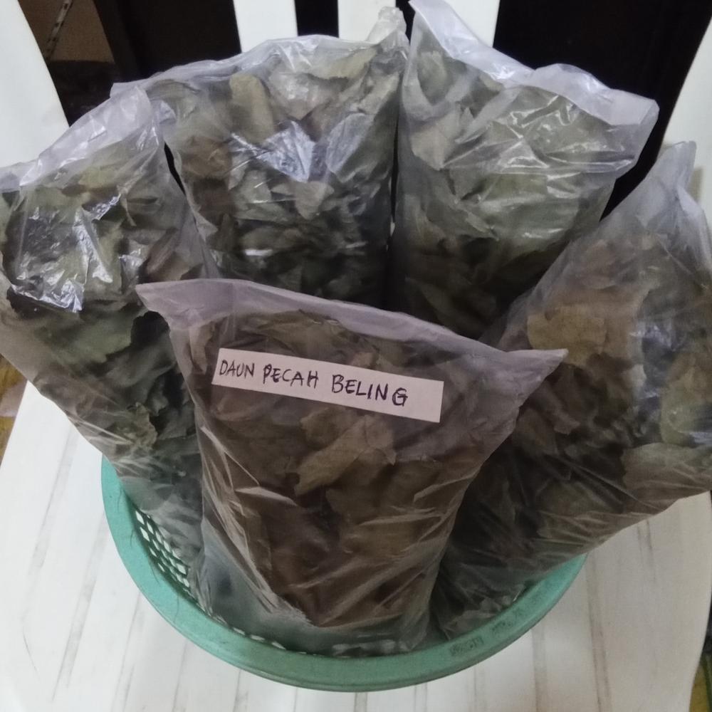 OBAT HERBAL DAUN PECAH BELING KERING OBAT SAKIT KECING DLL