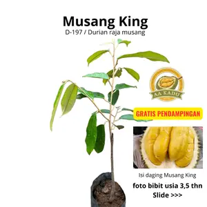Bibit Durian Musangking Aa Kadu Tasikmalaya Tinggi 50cm - Sudah Termasuk Packing Kayu