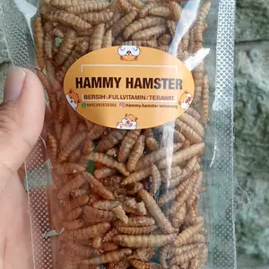 Manggot snack hamster